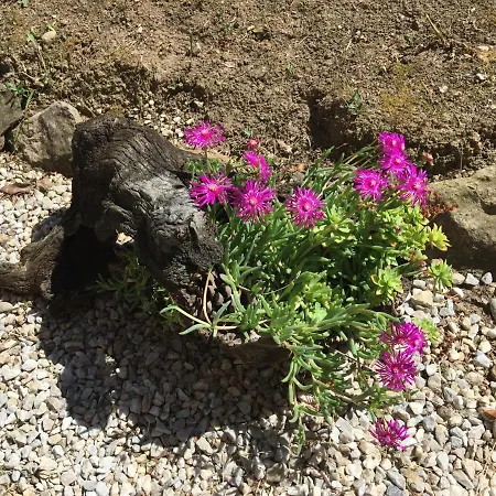 Apartman Les Iris Carcassone